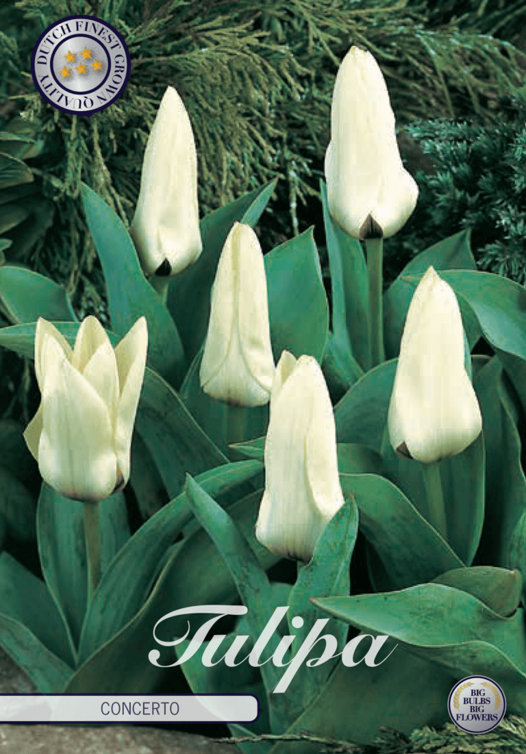 Tulipaner 'Concerto' - 10 stk tulipanløk