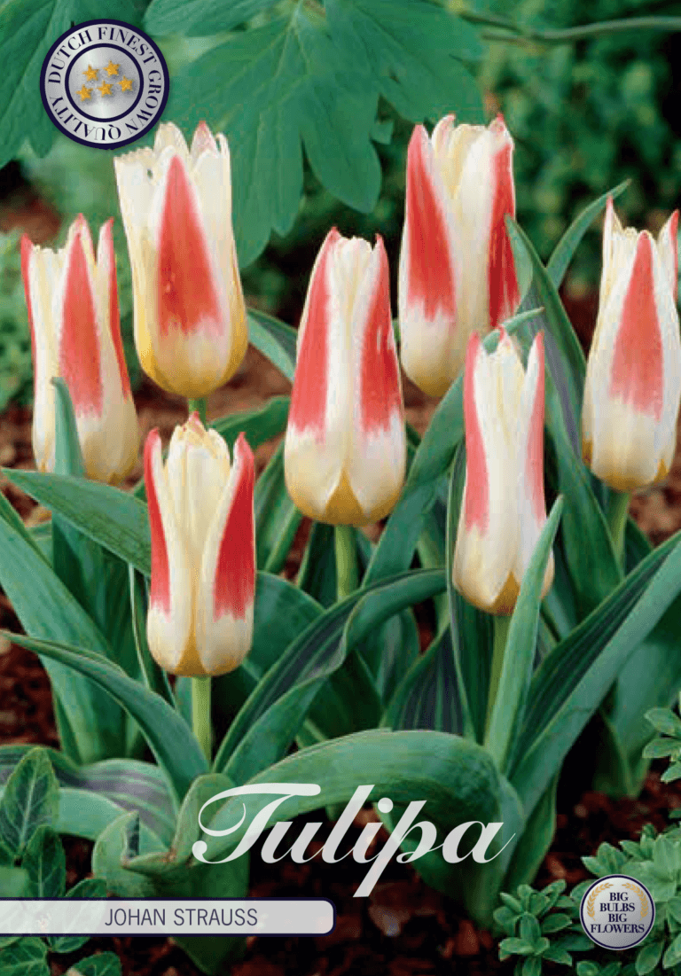 Tulipaner 'Johan Strauss' - 10 stk. tulipanløk