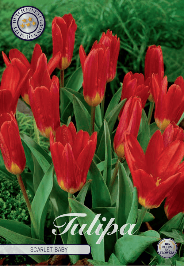 Tulipaner 'Scarlet Baby' - 10 stk. tulipanløk