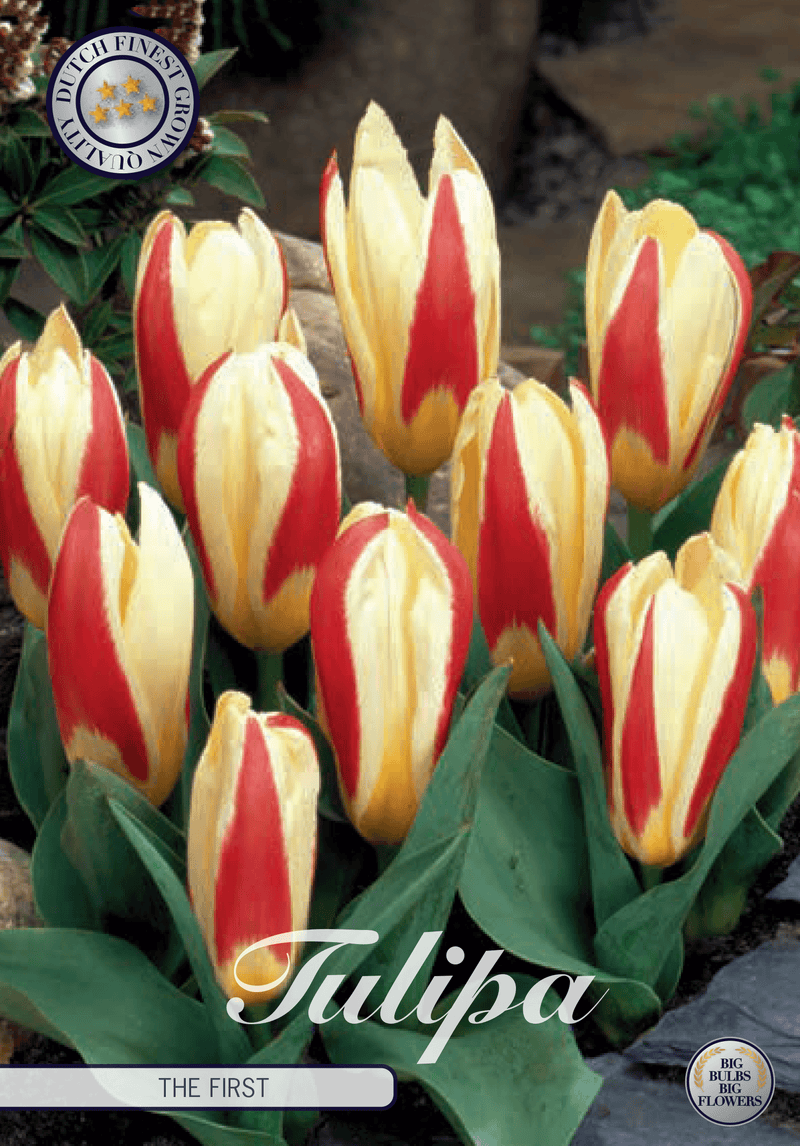 Tulipaner 'The First' - 7 stk tulipanløk