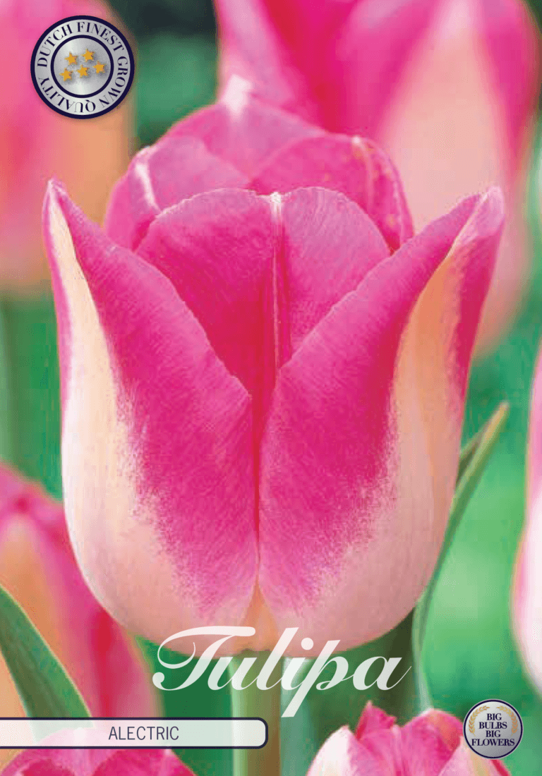 Tulipaner 'Alectric' - 10 stk tulipanløk