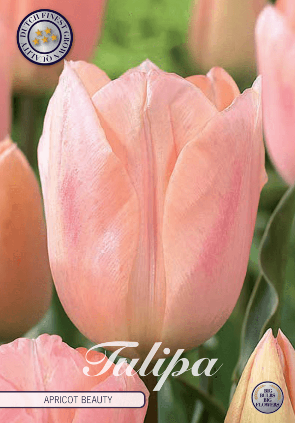 Tulipaner 'Apricot Beauty' - 7 stk. blomsterløk