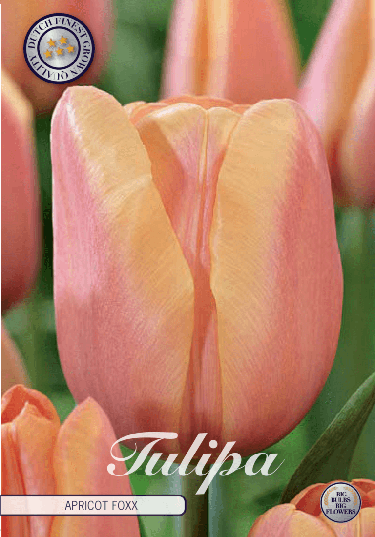 Tulipaner 'Apricot Foxx' - 10 stk tulipanløk