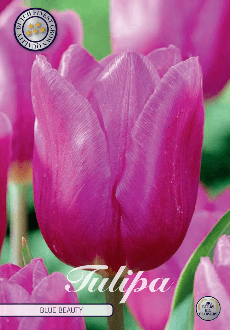 Tulipaner 'Blue Beauty' - 10 stk. tulipanløk