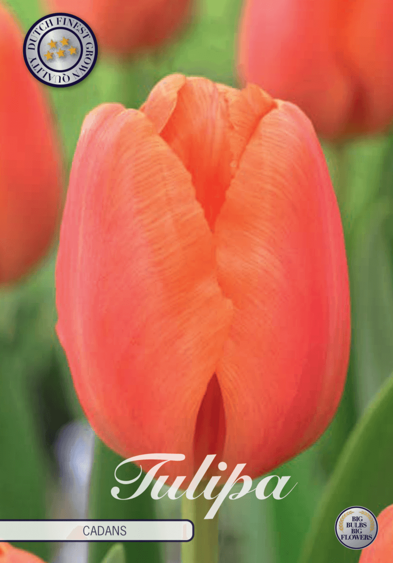 Tulipaner 'Cadans' - 10 stk. tulipanløk
