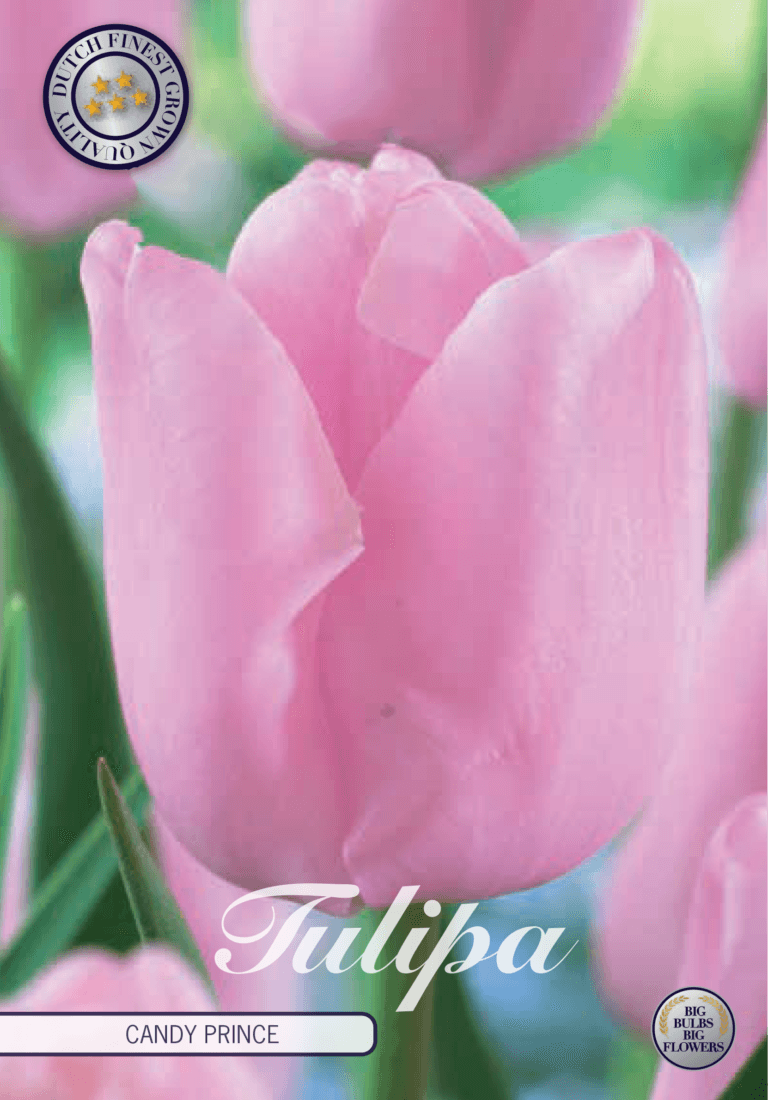 Tulipaner 'Candy Prince' - 10 stk. tulipanløk