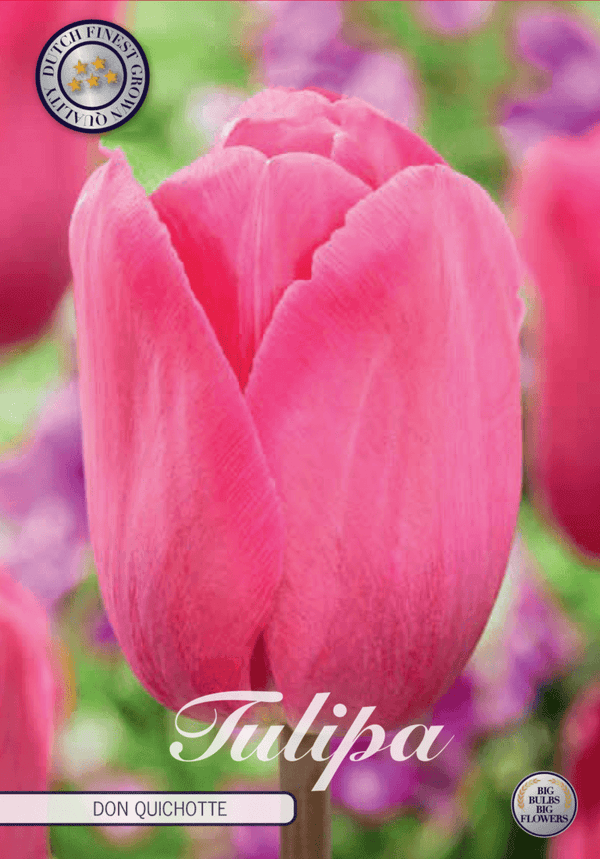 Tulipaner 'Don Quichotte' - 10 stk. tulipanløk