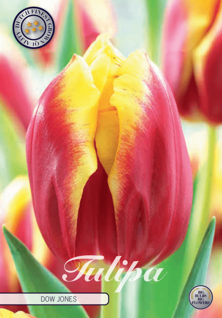 Tulipaner 'Dow Jones' - 10 stk tulipanløk