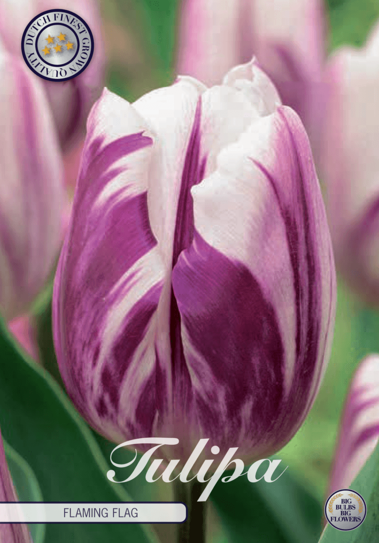Tulipaner 'Flaming Flag' - 10 stk tulipanløk
