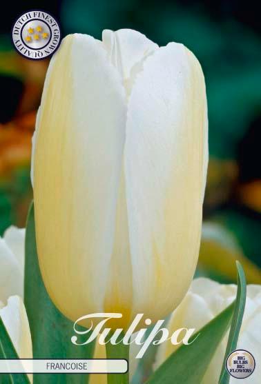 Tulipaner 'Francoise' - 10 stk. tulipanløk