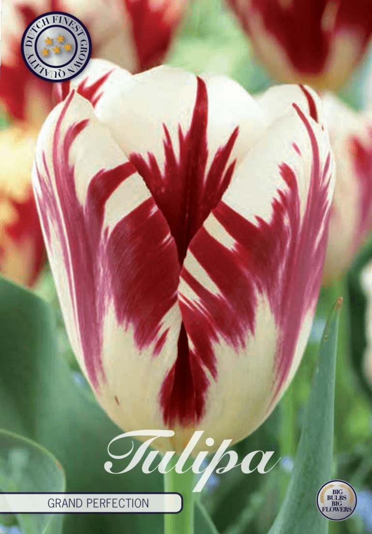 Tulipaner 'Grand Perfection' - 10 stk tulipanløk