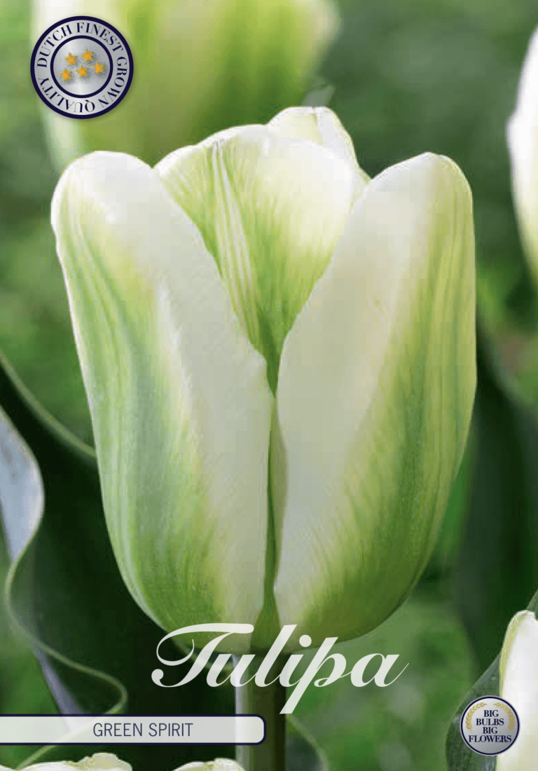 Tulipaner 'Green Spirit' - 7 stk tulipanløk