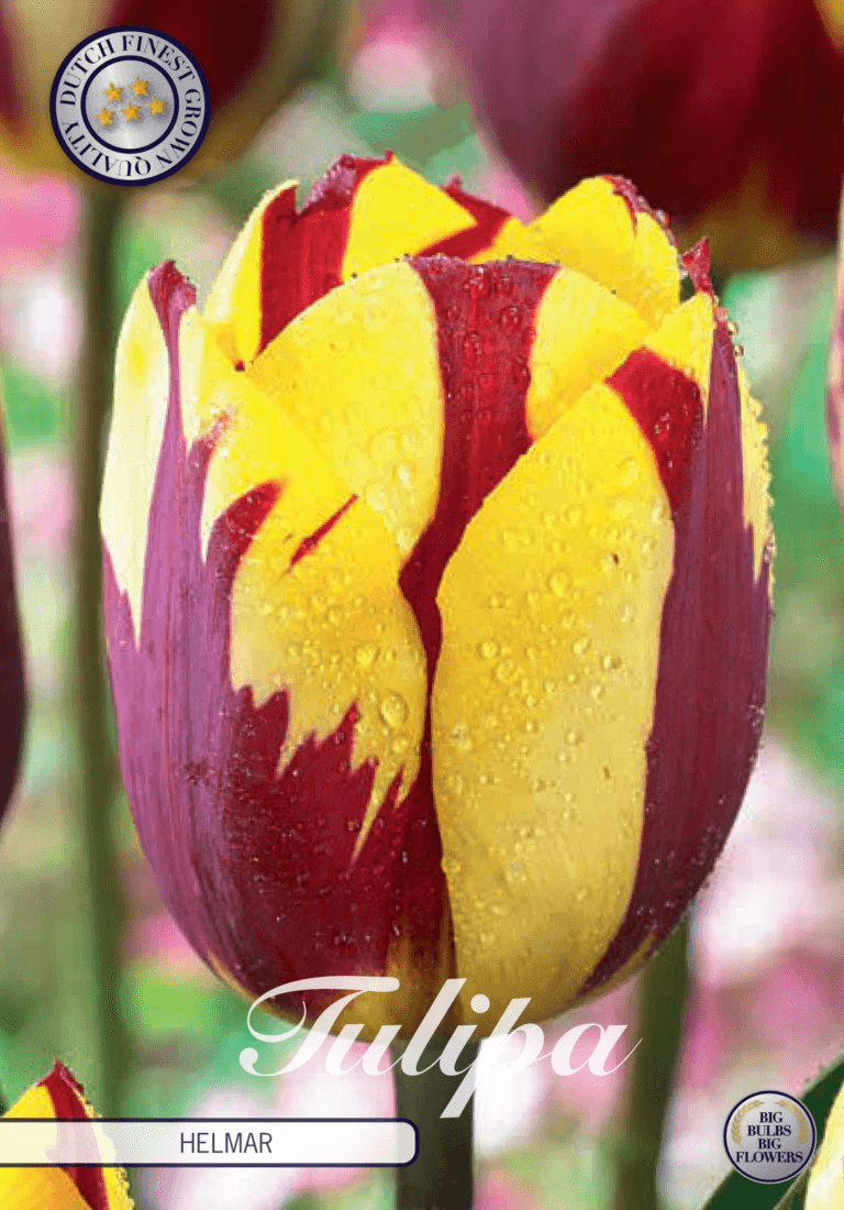 Tulipaner 'Helmar' - 7 stk. tulipanløk