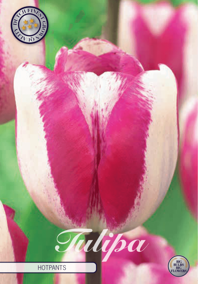 Tulipaner 'Hotpants' - 10 stk tulipanløk