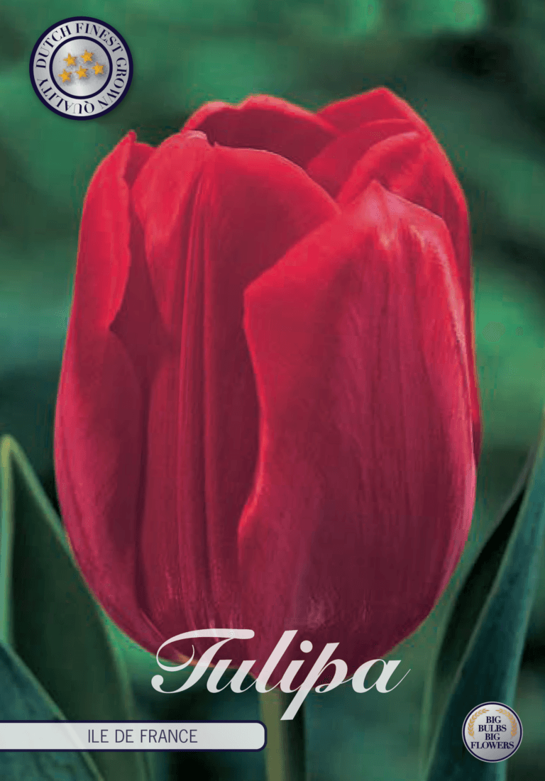 Tulipaner 'Ile de France' - 10 stk tulipanløk