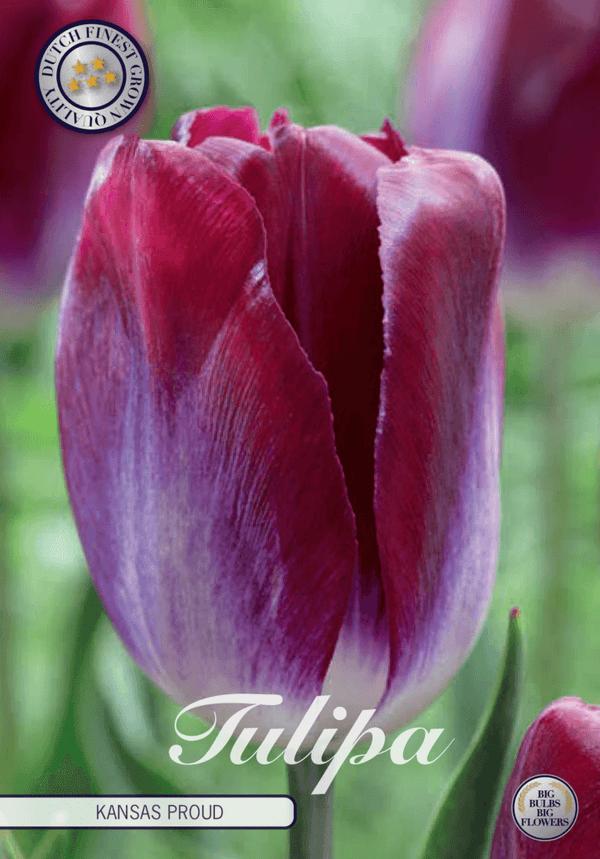 Tulipaner 'Kansas Proud' - 10 stk. tulipanløk