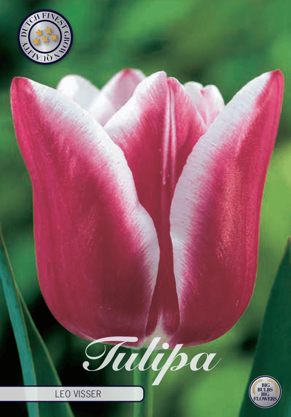Tulipaner 'Leo Visser' - 10 stk. tulipanløk