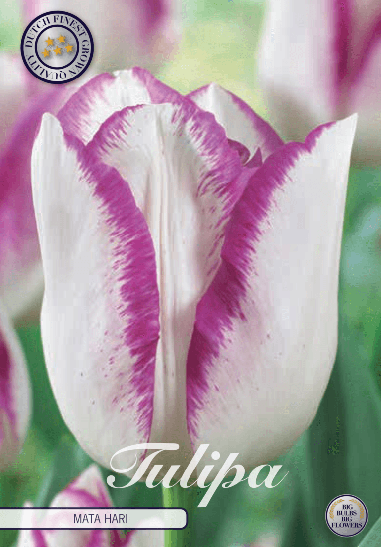 Tulipaner 'Mata Hari' - 7 stk. tulipanløk