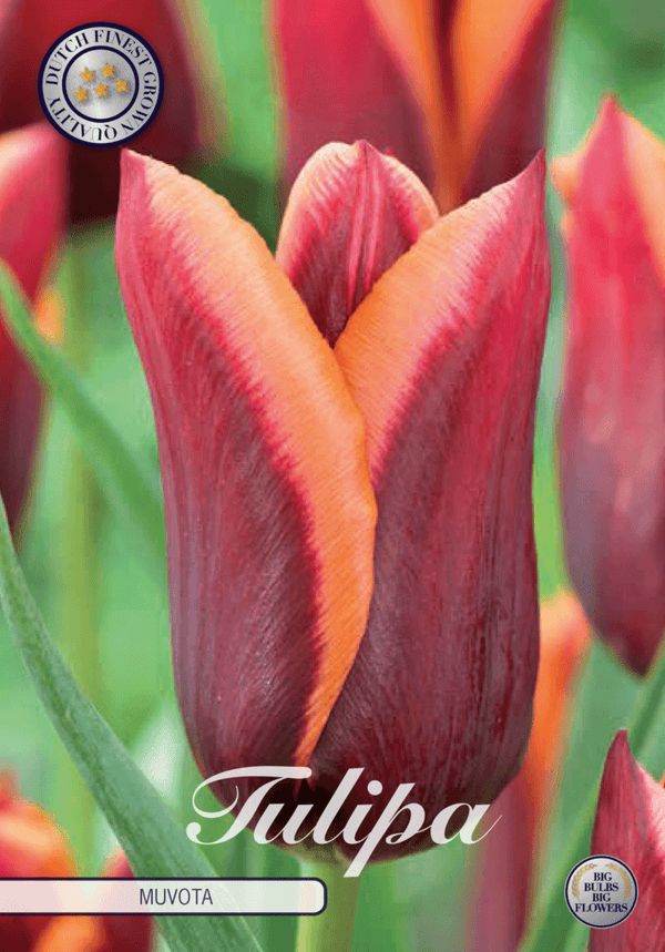 Tulipaner 'Muvota' - 7 stk tulipanløk