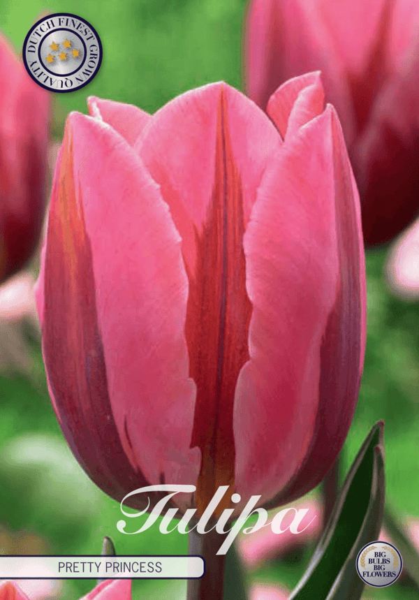 Tulipaner 'Pretty Princess' - 7 stk. tulipanløk