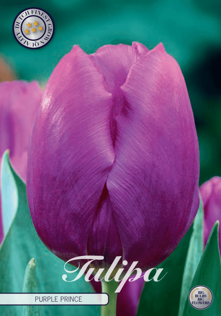 Tulipaner 'Purple Prince' - 10 stk. tulipanløk