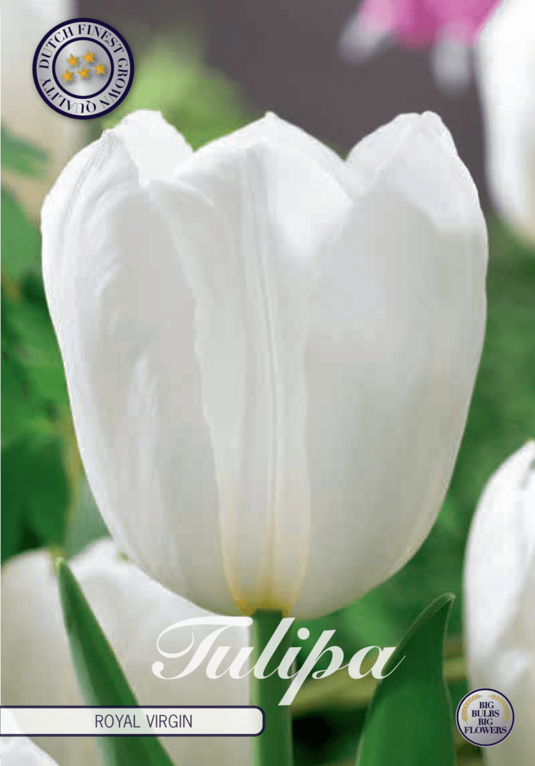 Tulipaner 'Royal Virgin' - 10 stk tulipanløk