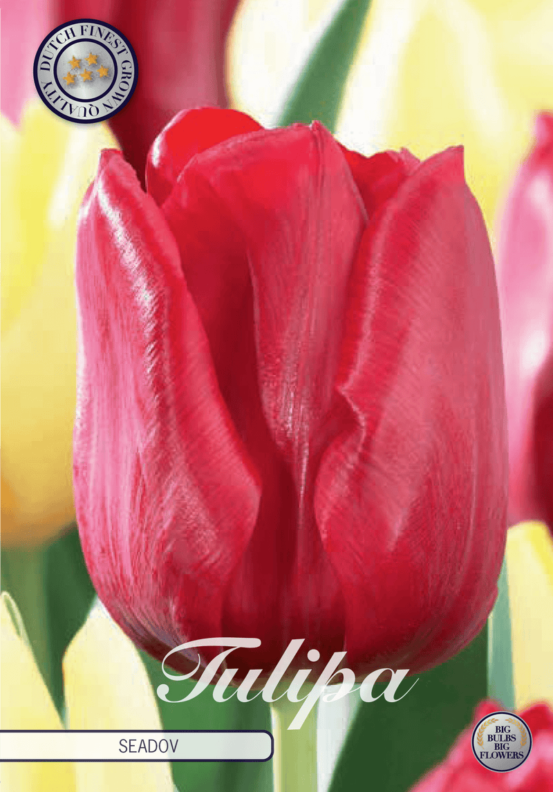 Tulipaner 'Seadov' - 10 stk. tulipanløk