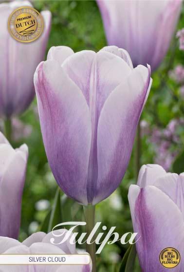 Tulipaner 'Silver Cloud' - 7 stk. tulipanløk