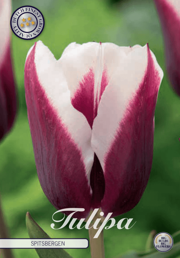Tulipaner 'Spitsbergen' - 7 stk tulipanløk