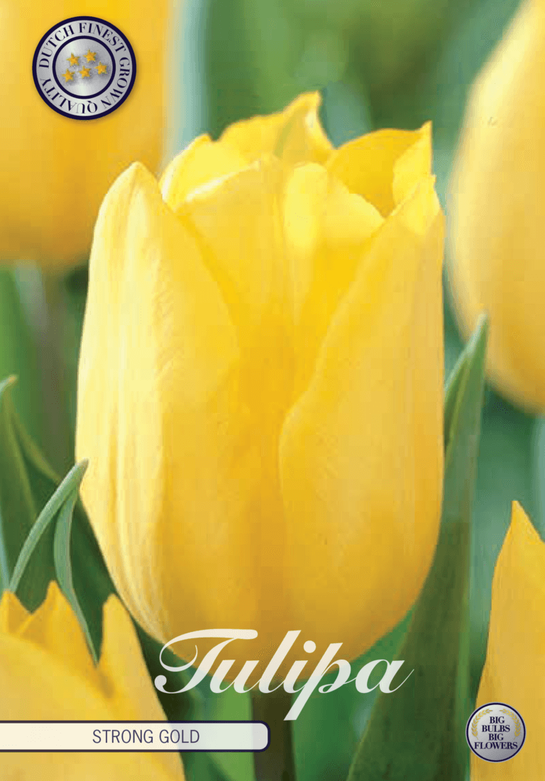 Tulipaner 'Strong Gold' - 10 stk tulipanløk