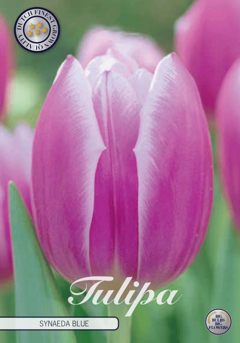 Tulipaner 'Synade Blue' - 10 stk tulipanløk
