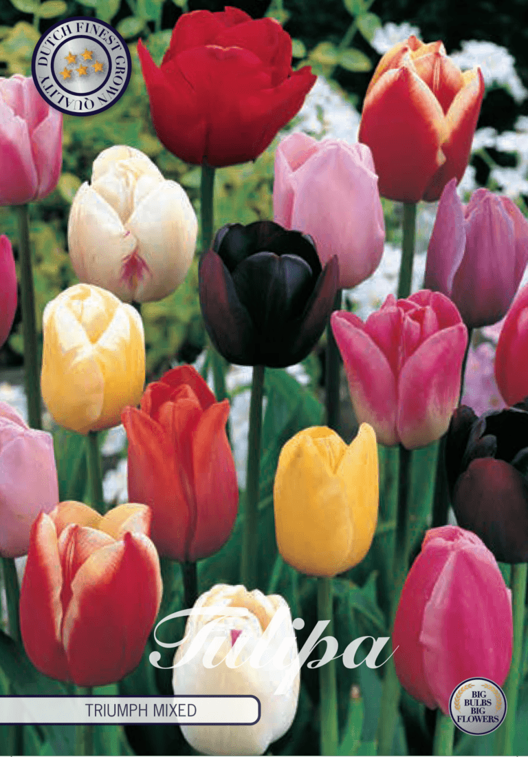 XXL-pakke Triumftulipaner - Mikspakke av 50 stk. tulipanløk