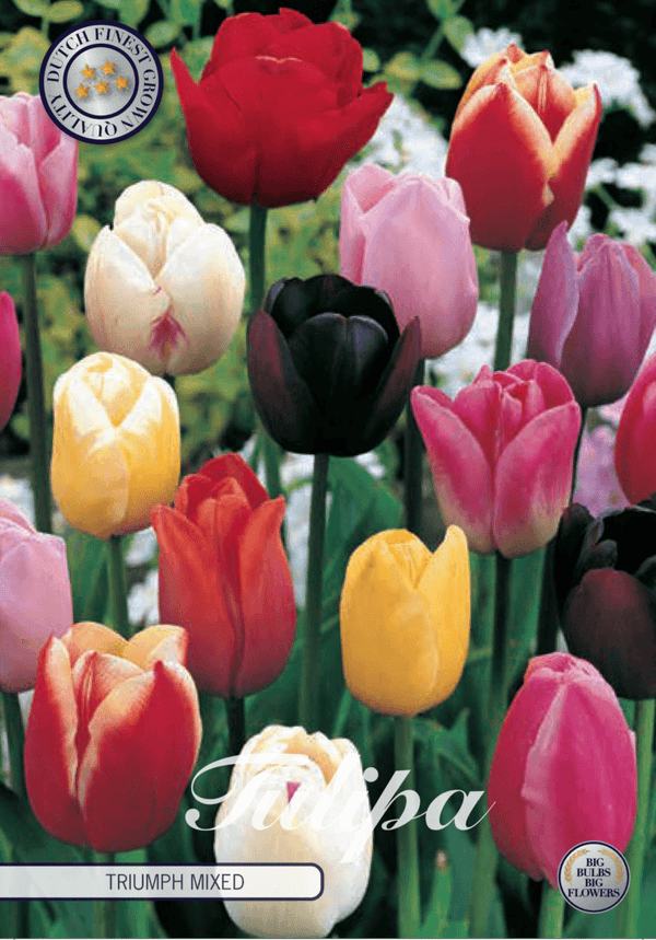 XXL-pakke Triumftulipaner - Mikspakke av 100 stk. tulipanløk