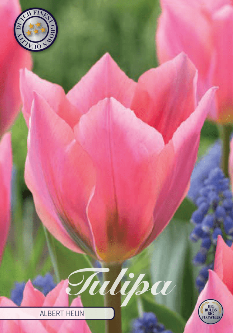 Tulipaner 'Albert Heijn' - 7 stk naturaliserende tulipanløk