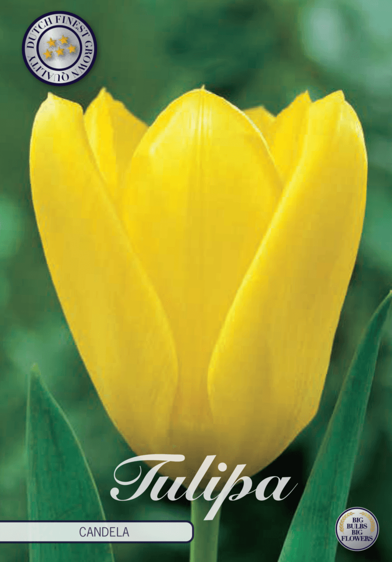 Tulipaner 'Candela' - 10 stk. naturaliserende tulipanløk