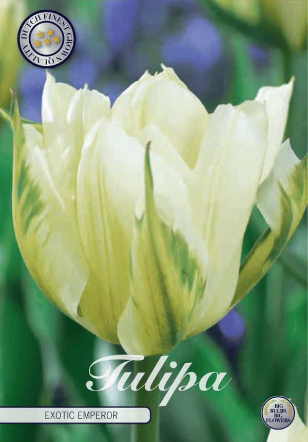 Tulipaner 'Exotic Emperor' - 7 stk. naturaliserende tulipanløk