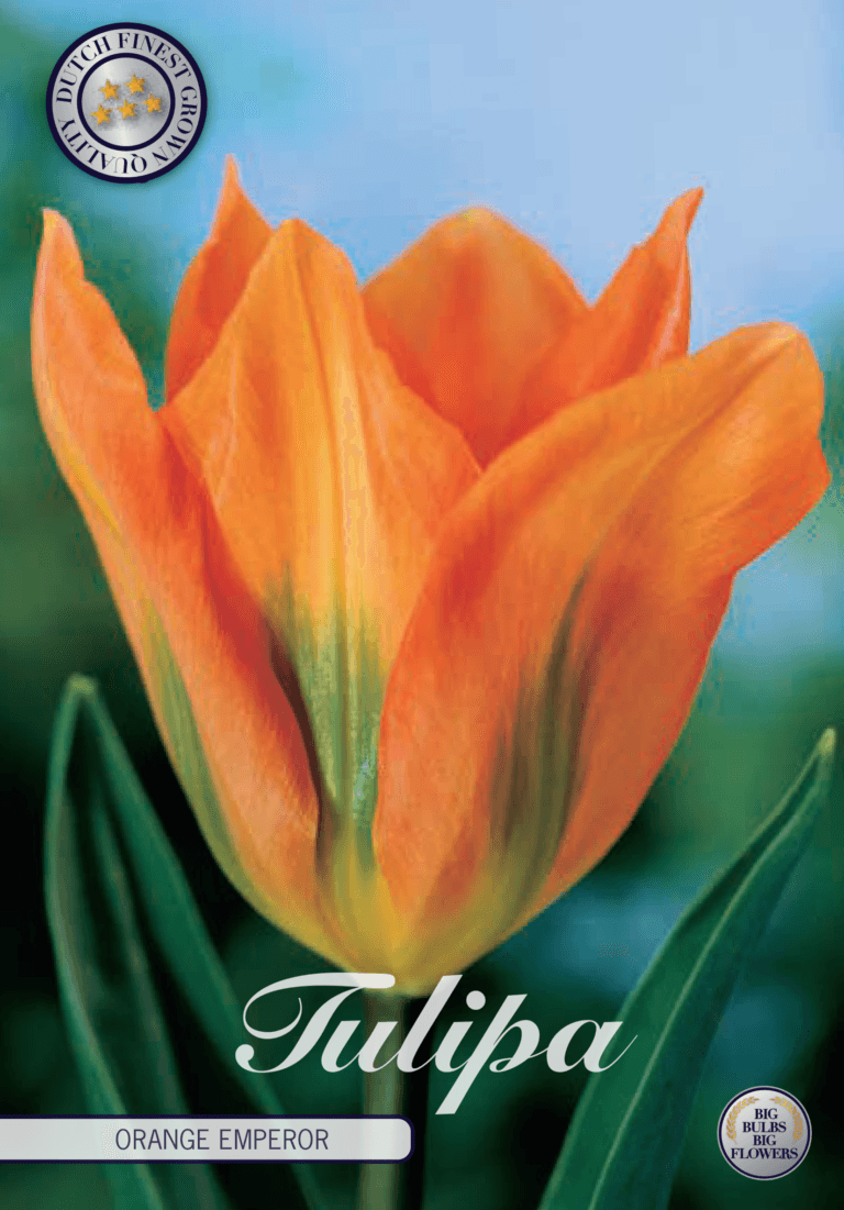 Tulipaner 'Orange Emperor' - 10 stk. naturaliserende tulipanløk