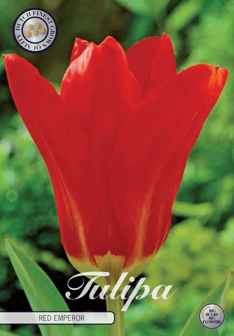 Tulipaner 'Red Emperor' - 10 stk. naturaliserende tulipanløk
