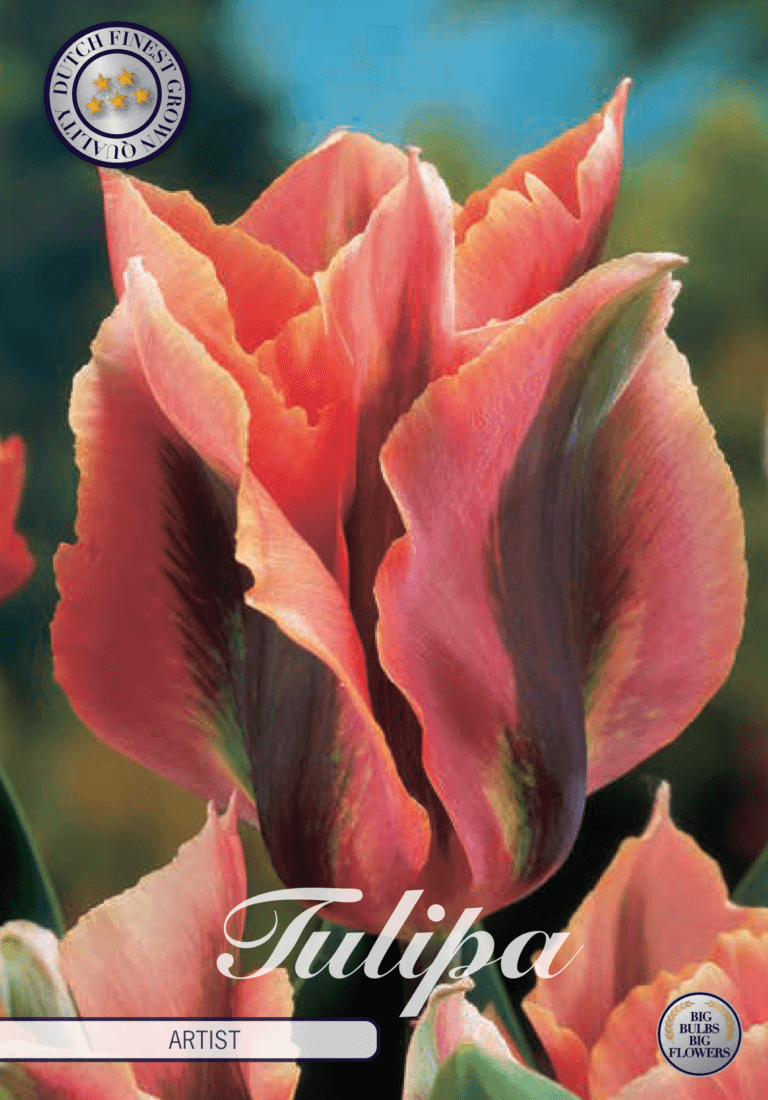 Tulipaner 'Artist' - 7 stk. tulipanløk