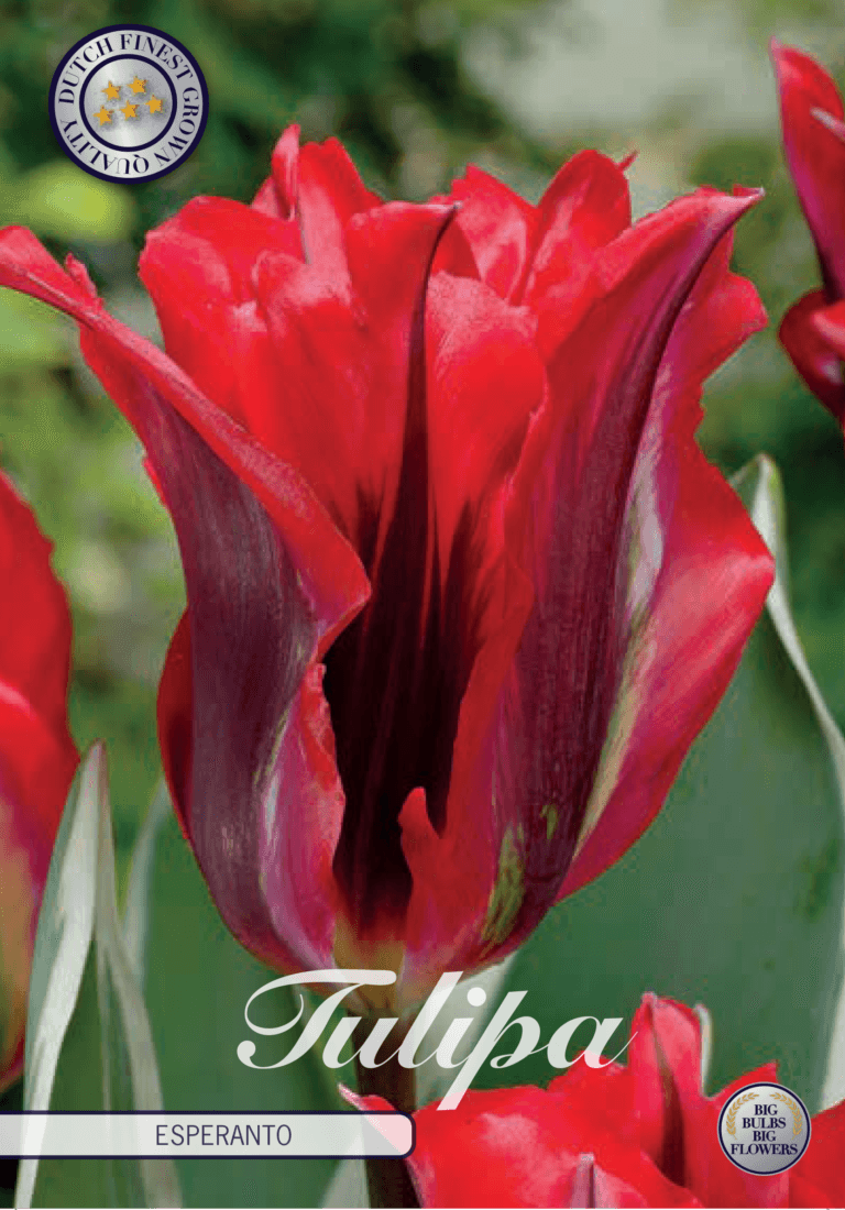 Tulipaner 'Esperanto' - 7 stk. tulipanløk