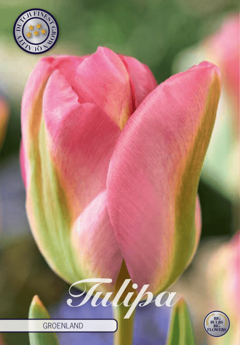 Tulipaner 'Groenland' - 7 stk. tulipanløk