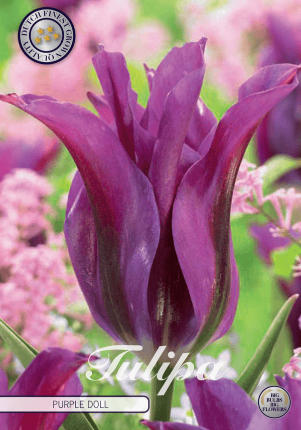 Tulipaner 'Purple Doll' - 7 stk. tulipanløk