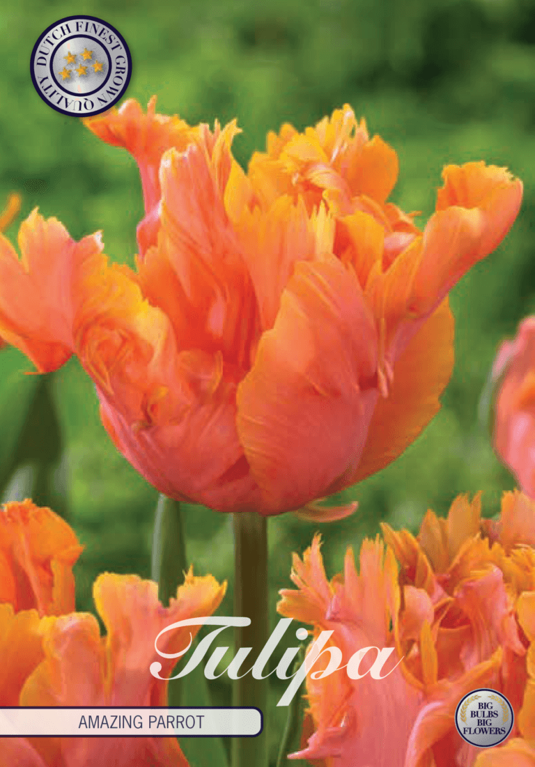 Tulipaner 'Amazing Parrot' - 7 stk. tulipanløk