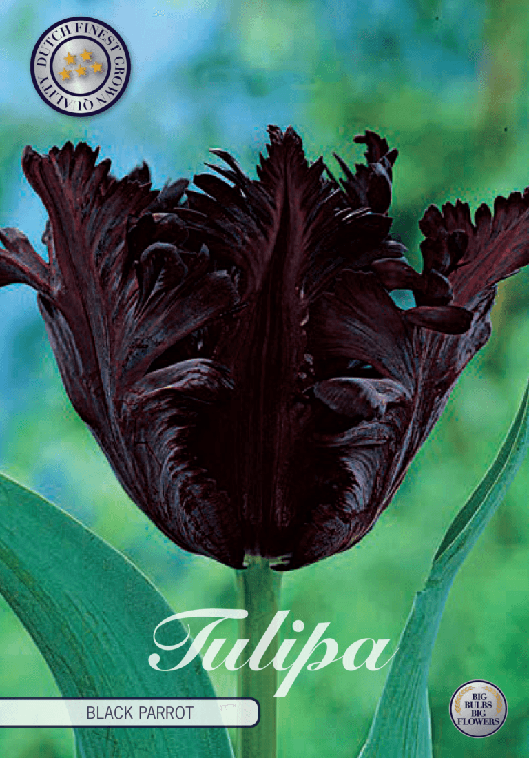 Tulipaner 'Black Parrot' - 7 stk. tulipanløk
