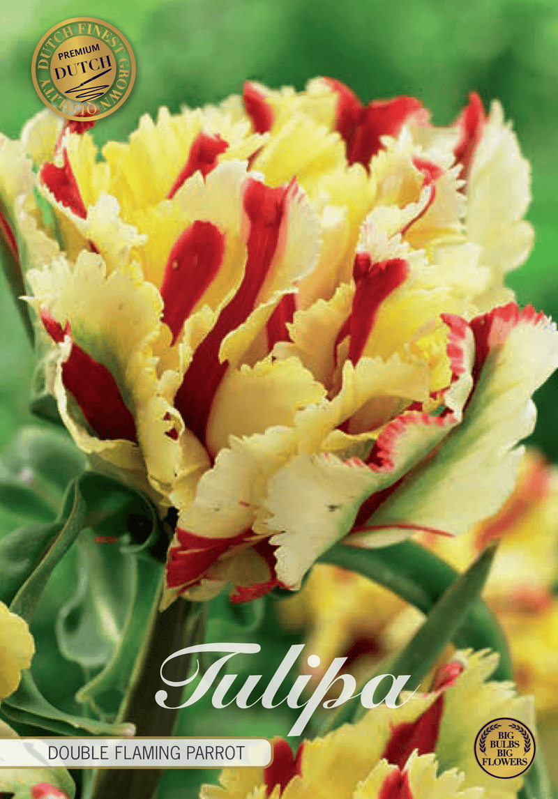 Tulipaner 'Double Flaming Parrot' - 5 stk. tulipanløk