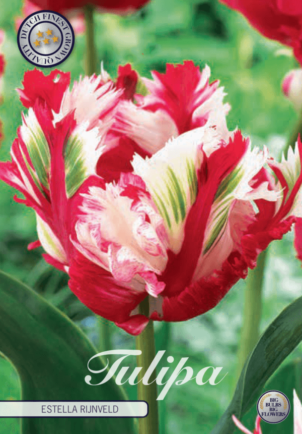 Tulipaner 'Estella Rijnveld' - 7 stk. tulipanløk