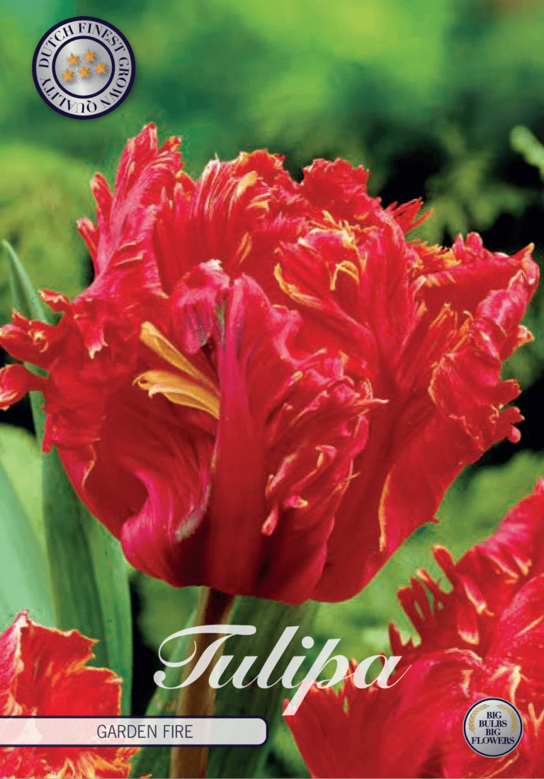 Tulipaner 'Garden Fire' - 7 stk. tulipanløk