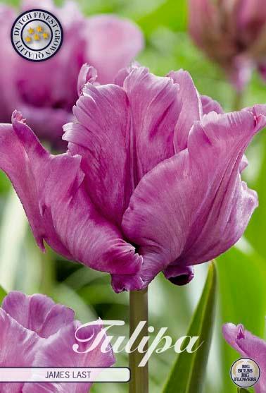 Tulipaner 'James Last' - 7 stk. tulipanløk