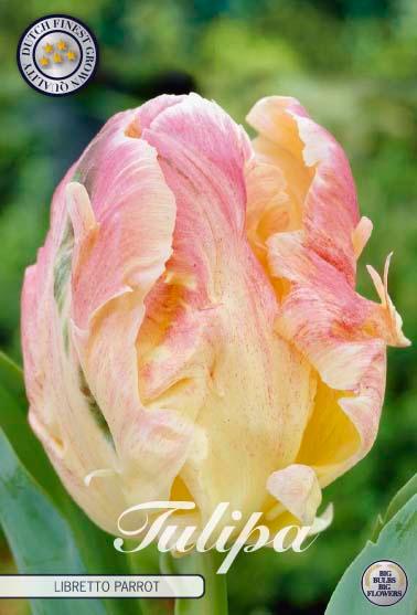 Tulipaner 'Libretto Parrot' - 7 stk. tulipanløk