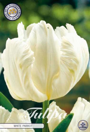 Tulipaner 'White Parrot' - 7 stk. tulipanløk
